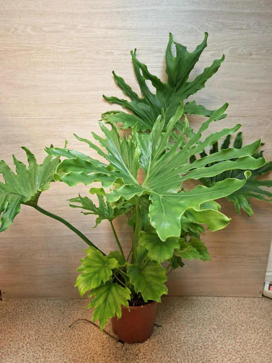 Philodendron Lickety Split