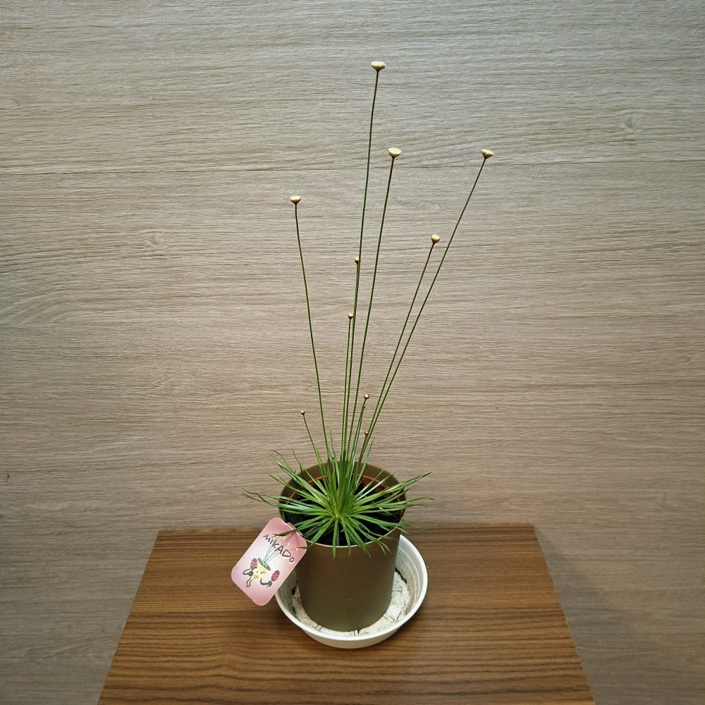 Syngonanthus Chrysanthus Mikado