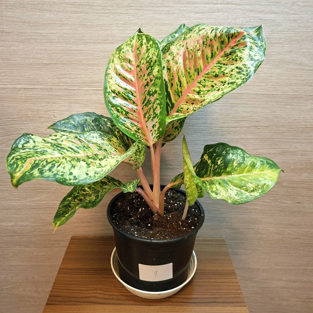 Aglaonema Painted Celebration "L" č1