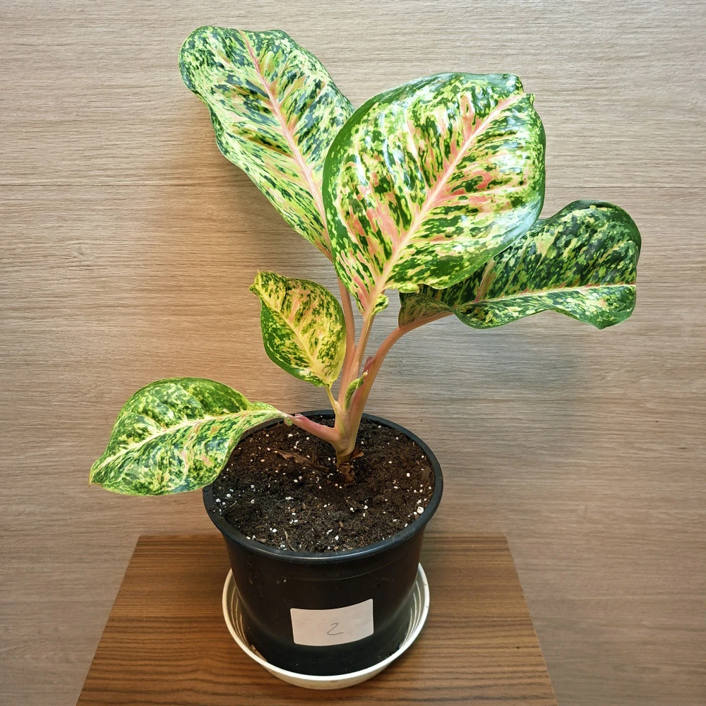 Aglaonema Painted Celebration "L" č2