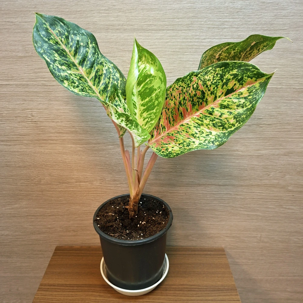 Aglaonema Painted Celebration "M"