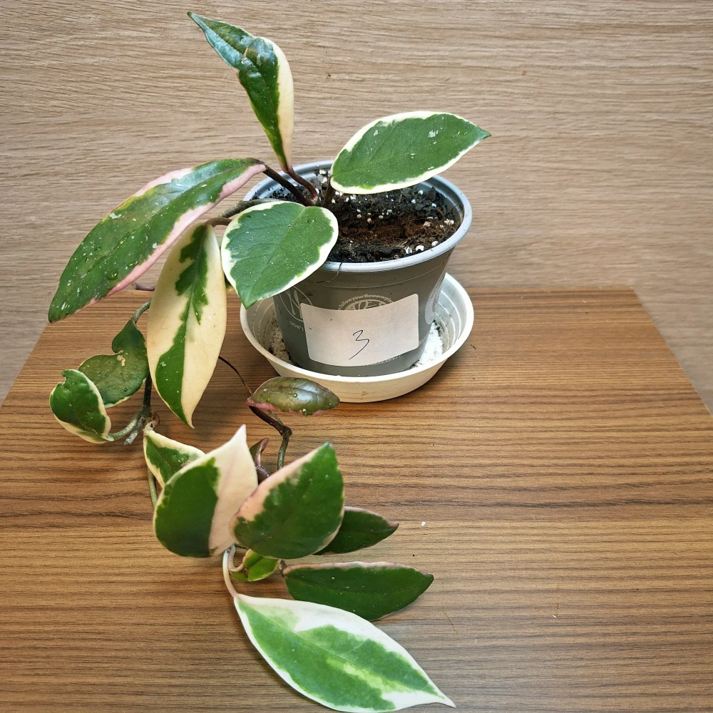 Hoya Carnosa Pink Flamingo "S" č3
