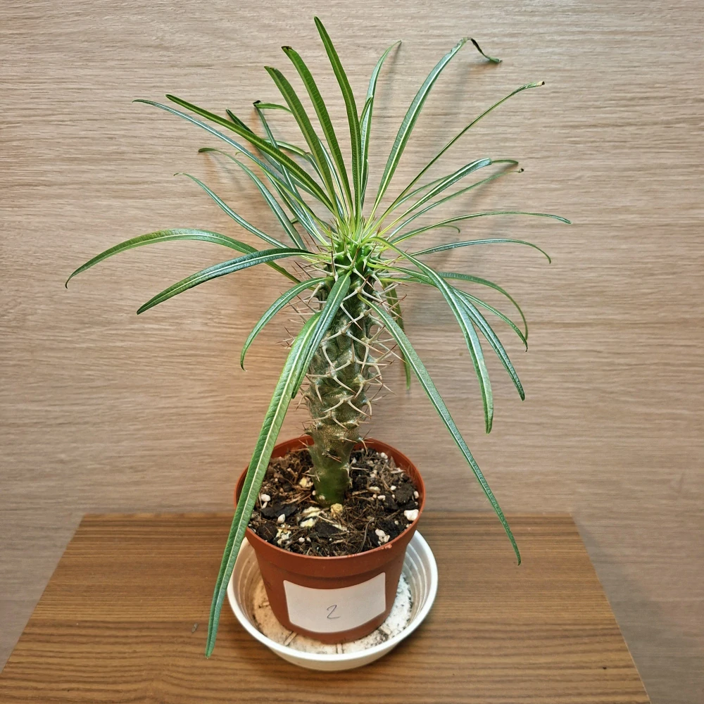 Pachypodium Lamerei č2