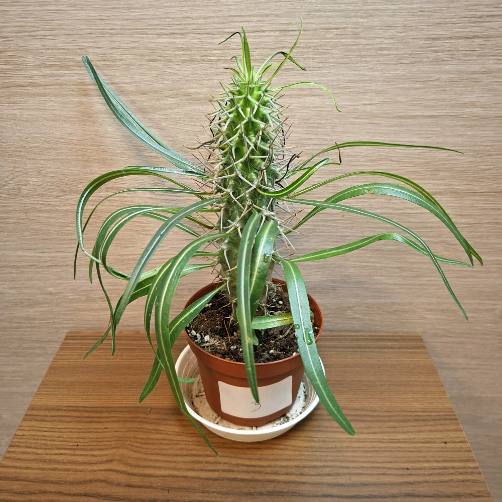 Pachypodium Lamerei č3