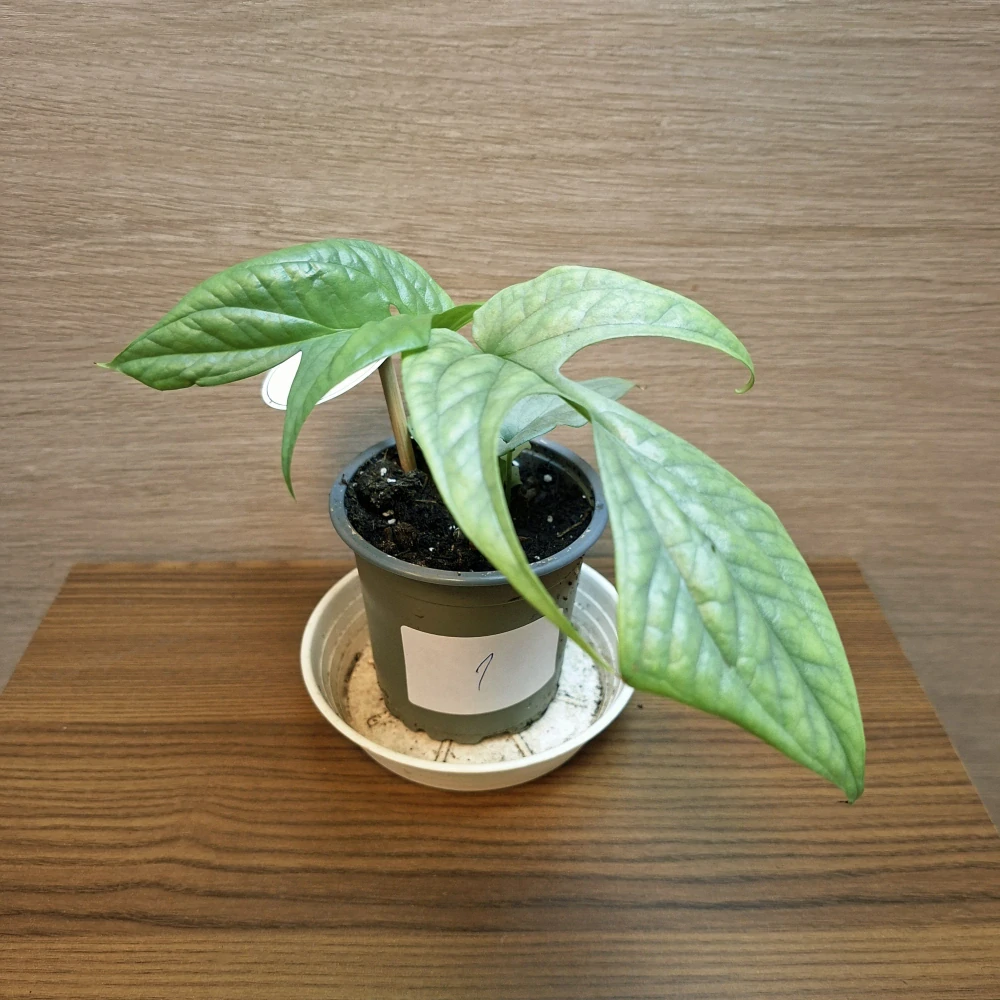 Monstera Amydrium Medium Silver č1