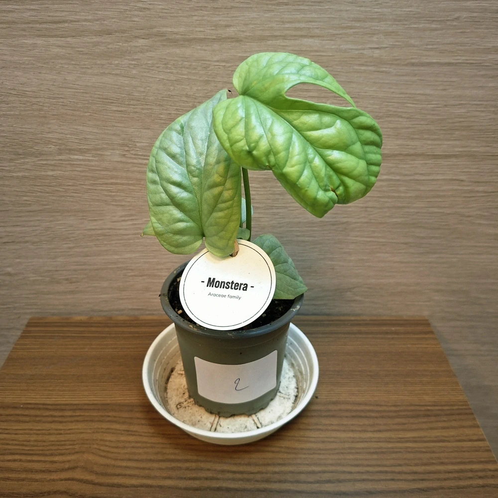 Monstera Amydrium Medium Silver č2