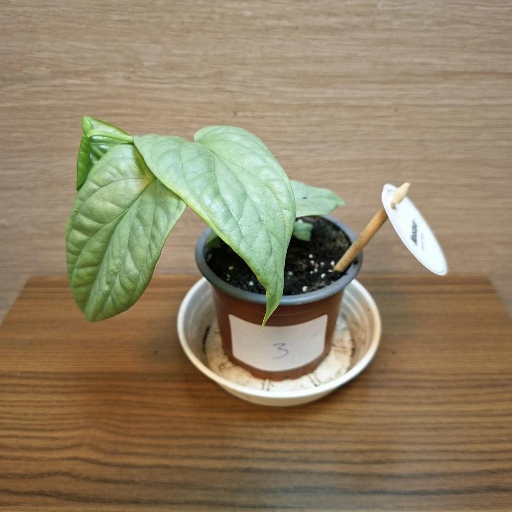 Monstera Amydrium Medium Silver č3