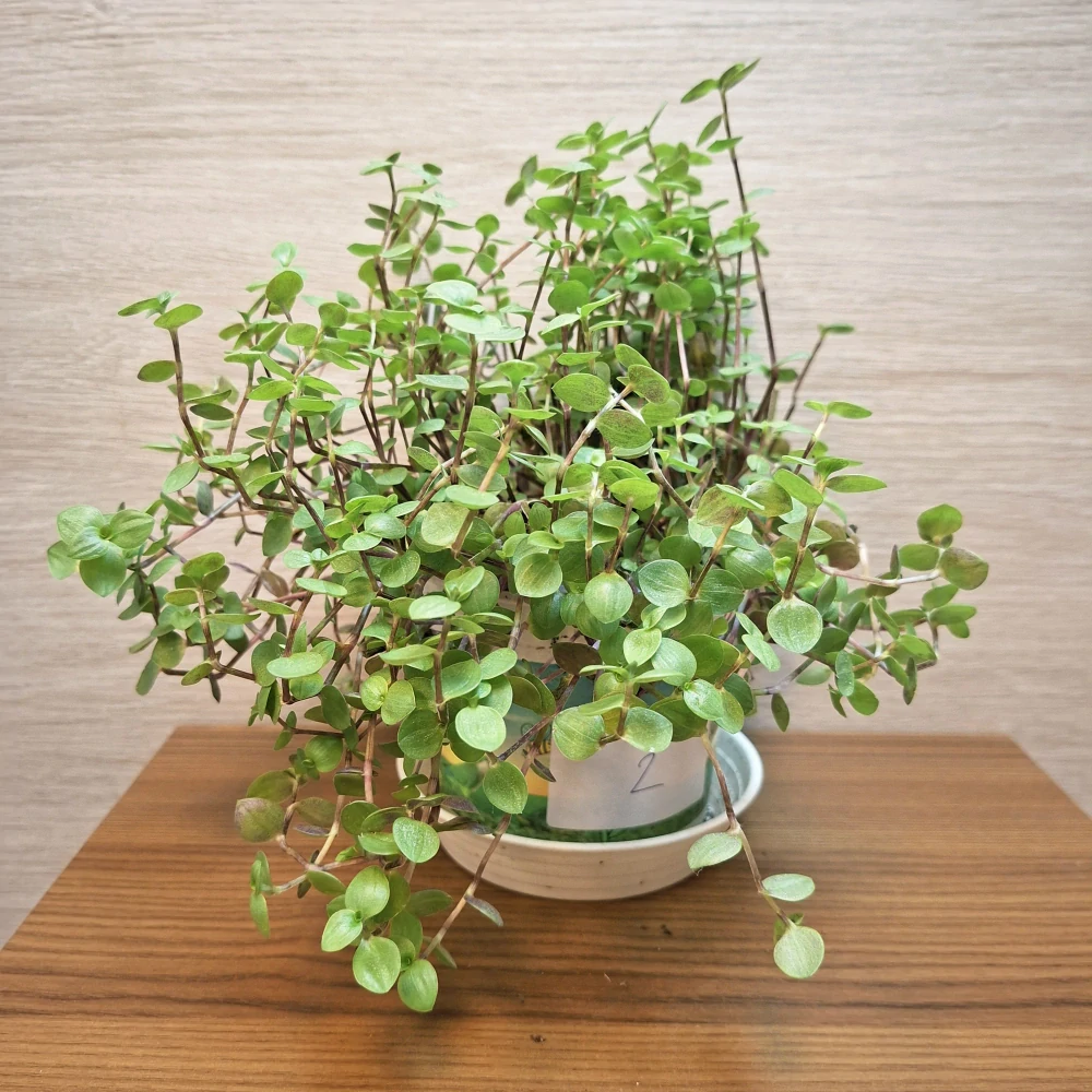 Callisia Repens č2