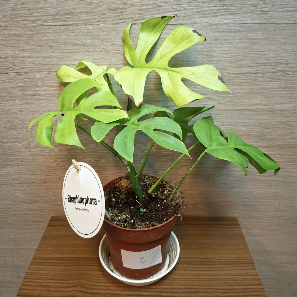 Rhaphidophora Tetrasperma Goldrush č2