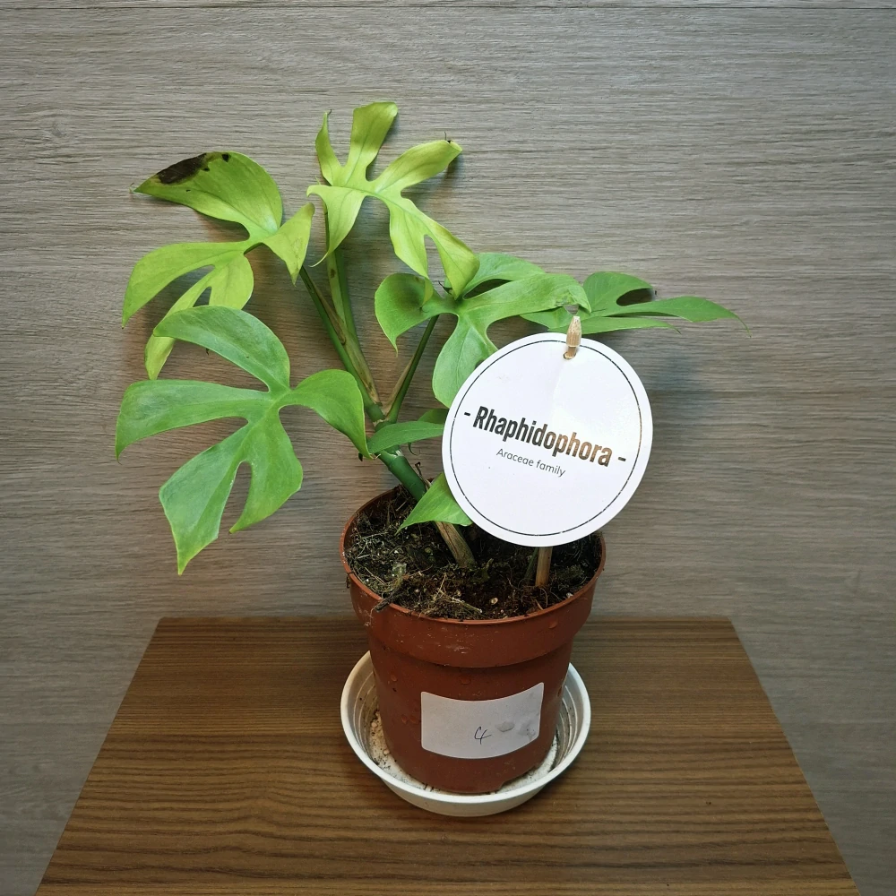 Rhaphidophora Tetrasperma Goldrush č4