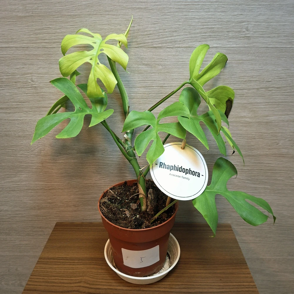 Rhaphidophora Tetrasperma Goldrush č5