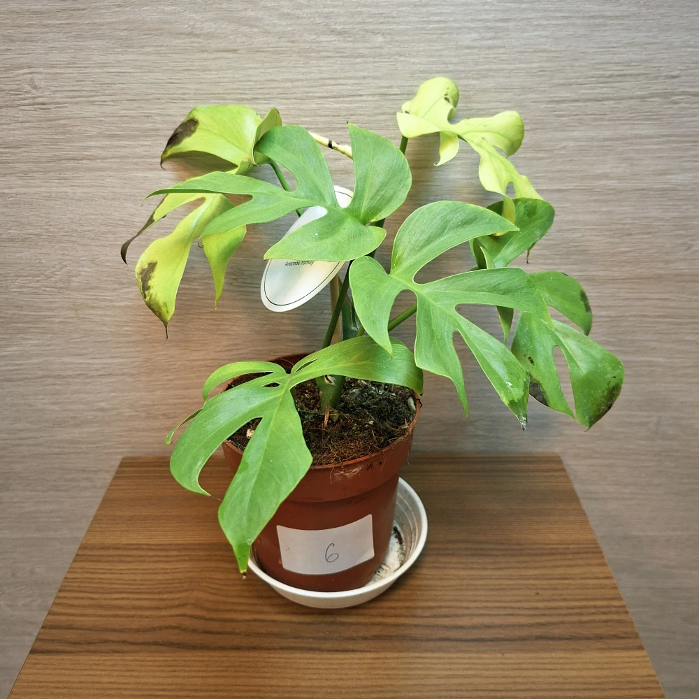 Rhaphidophora Tetrasperma Goldrush č6