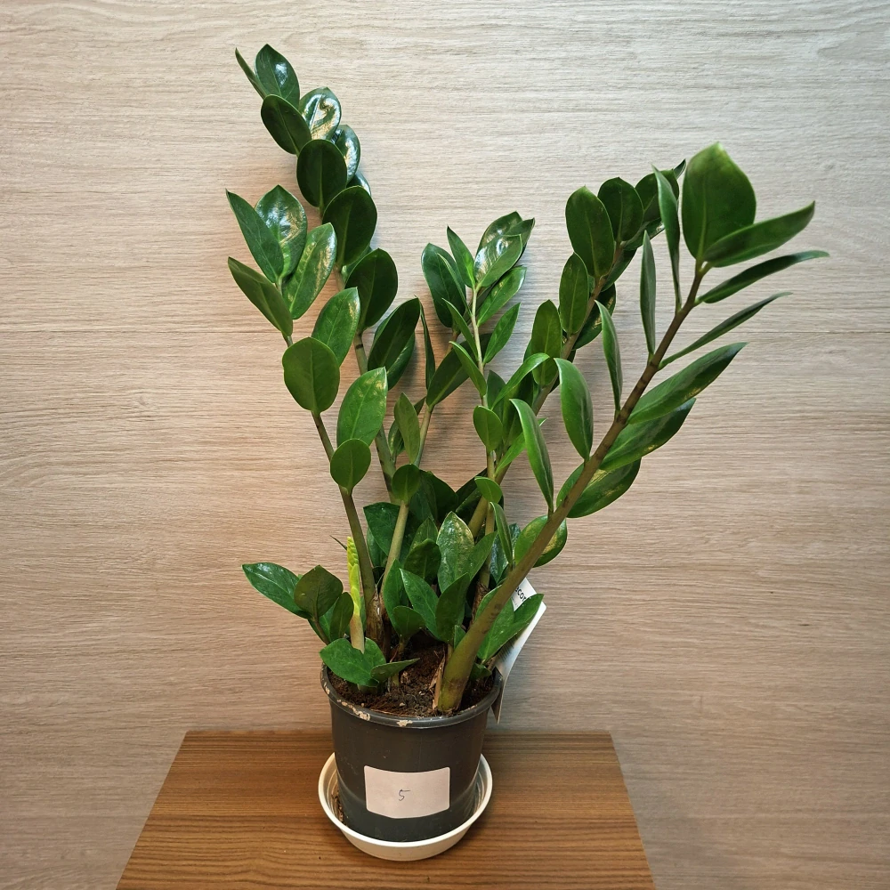 Zamioculcas Zamiifolia Lima č5