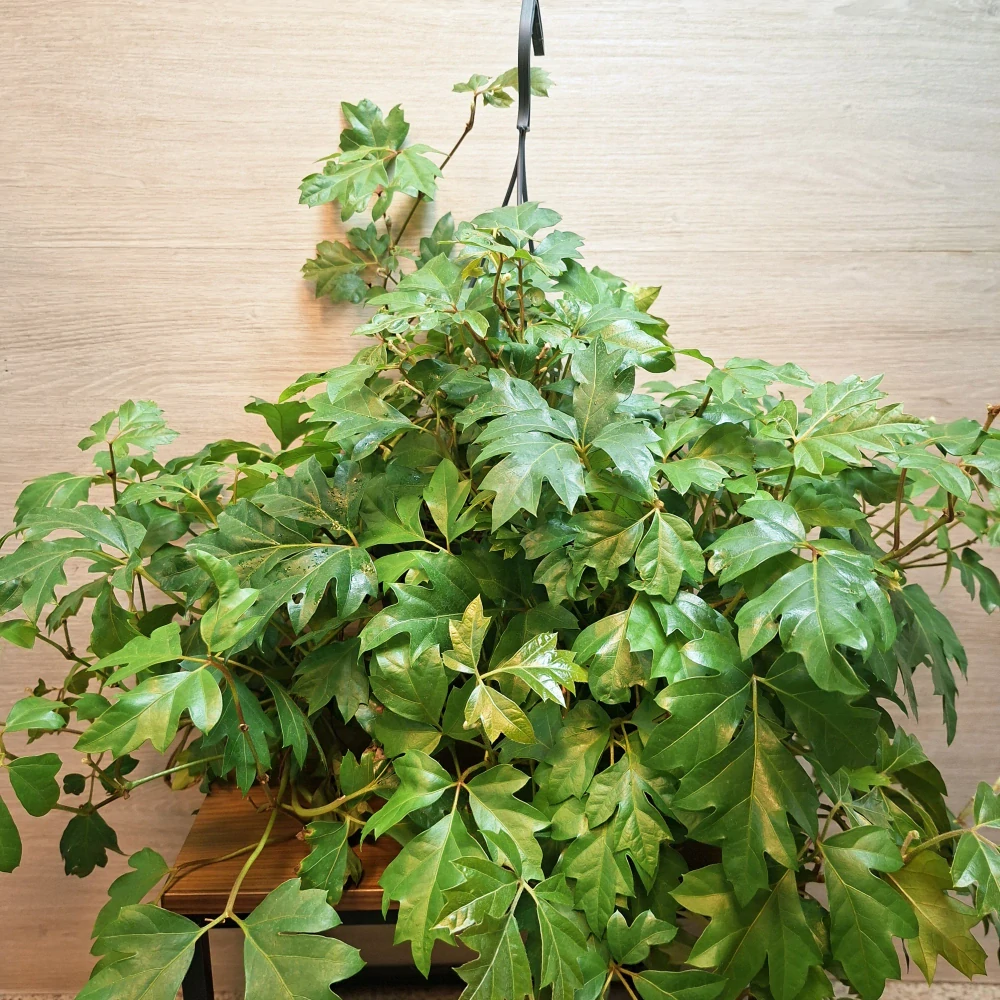 Cissus Rhombifolia Ellen Danica