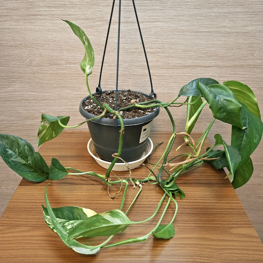 Epipremnum Pinnatum Marble Variegata závěs