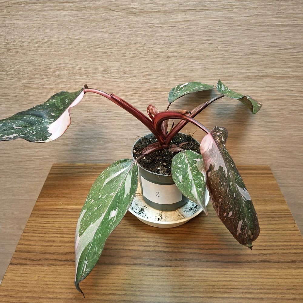 Philodendron Pink Princess č2