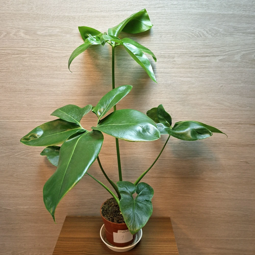 Philodendron Fun Bun č1