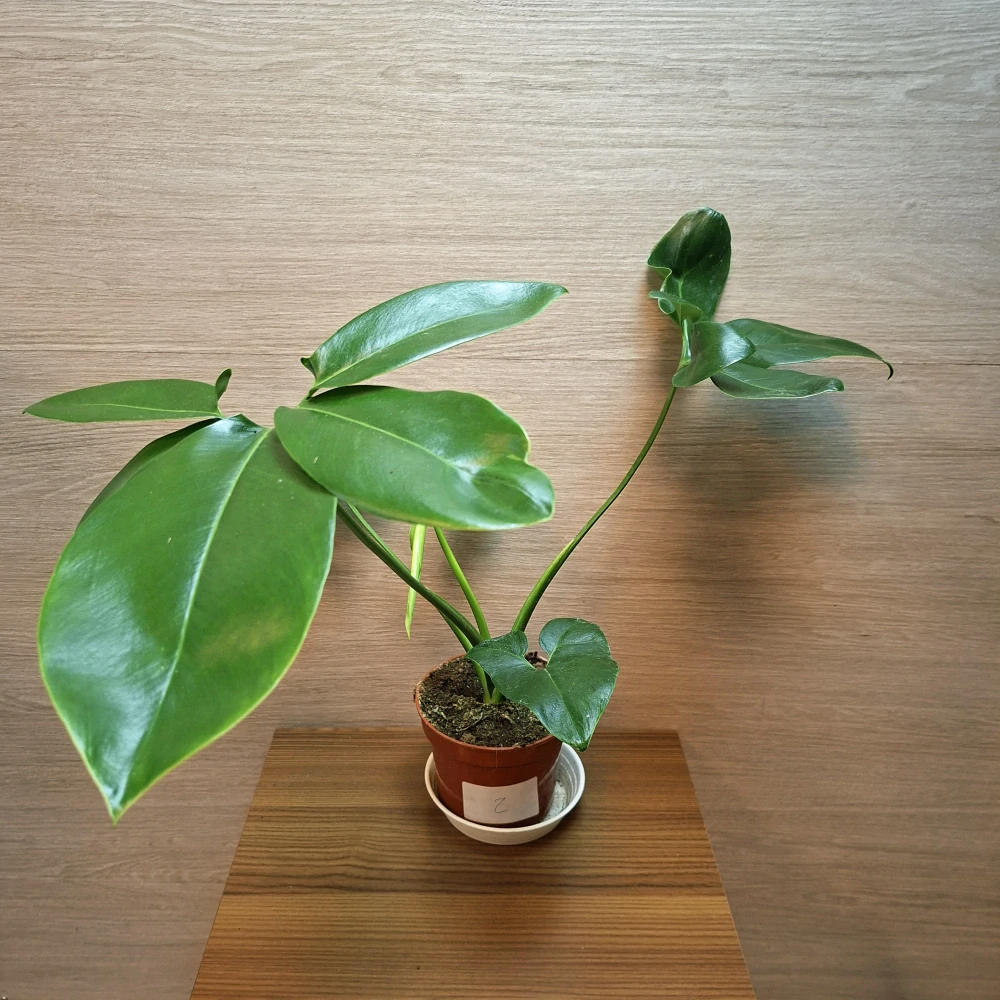 Philodendron Fun Bun č2