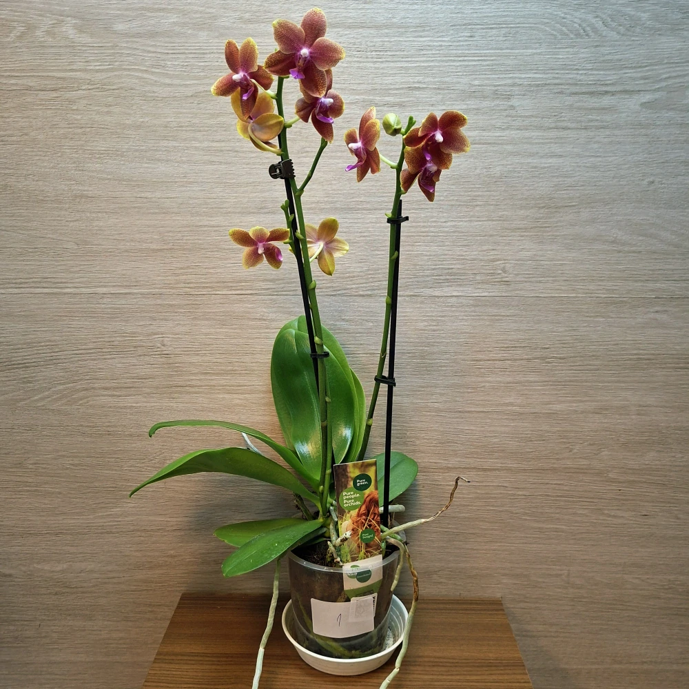Phalaenopsis Bolgheri