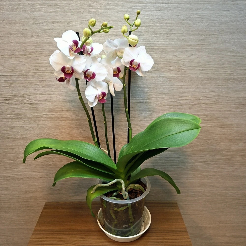 Phalaenopsis Safe Haven