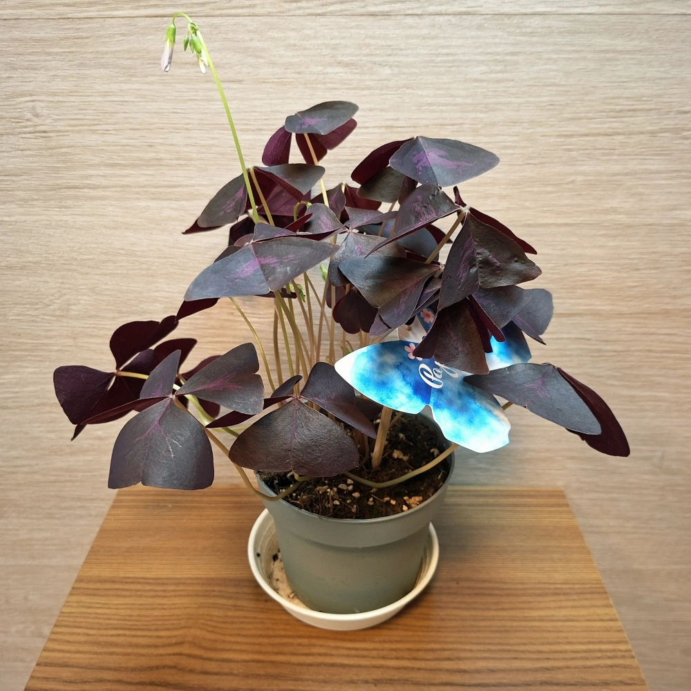 Oxalis Triangularis Papilion