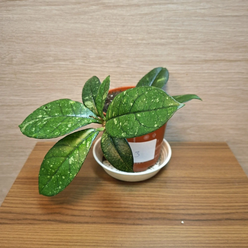 Hoya Crassipetiolata Splash č3