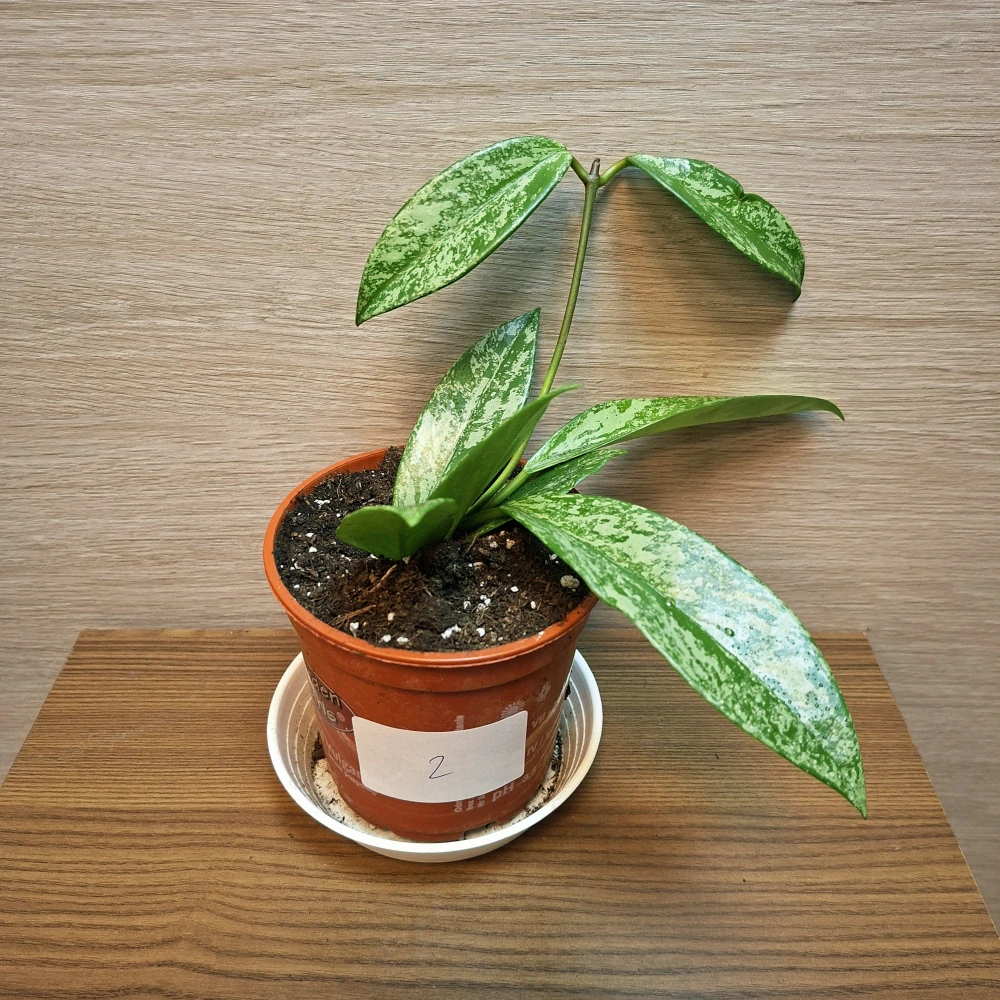 Hoya Pubicalyx Silver Splash č2