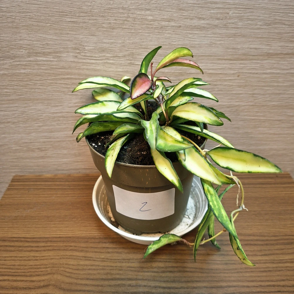 Hoya Wayetti Tricolor č2
