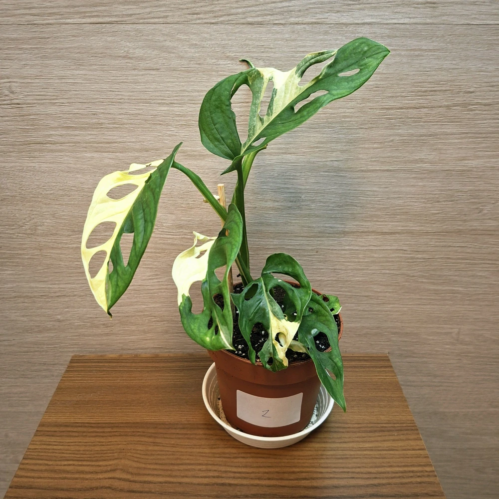 Monstera Adansonii Variegata č2