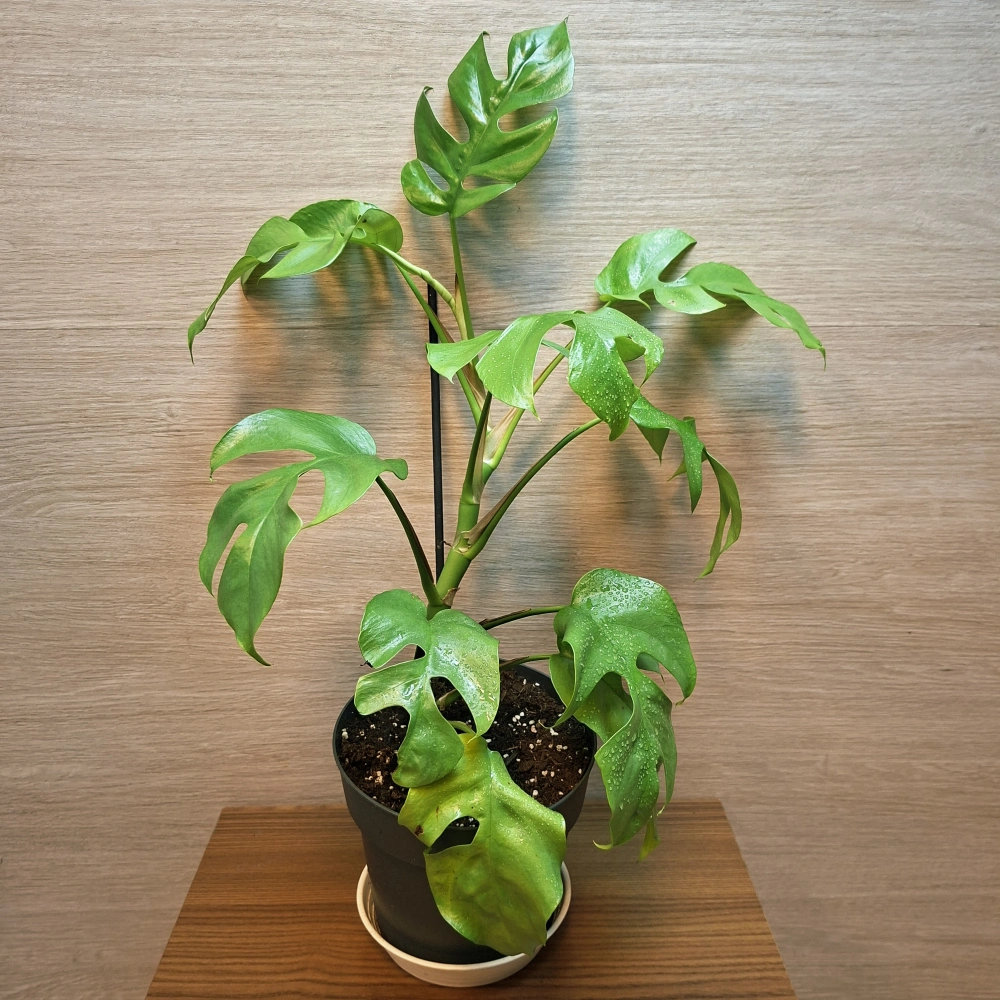 Monstera Minima "M" č1