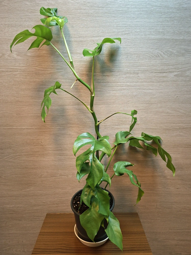 Monstera Minima "L" č1