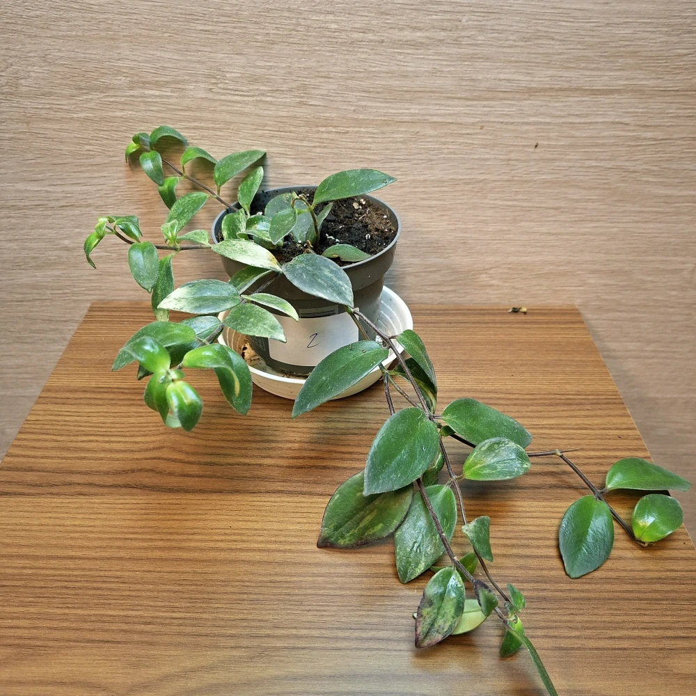Aeschynanthus Lobbianus Variegata "S" č2