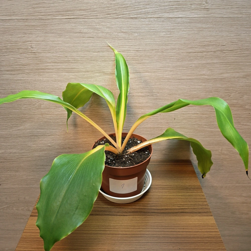 Chlorophytum Orchidastrum Green Orange "S" č1