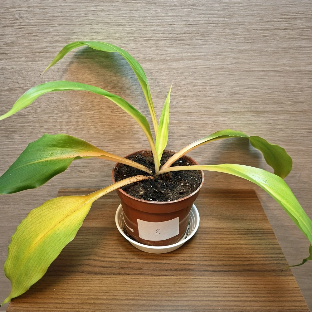 Chlorophytum Orchidastrum Green Orange "S" č2