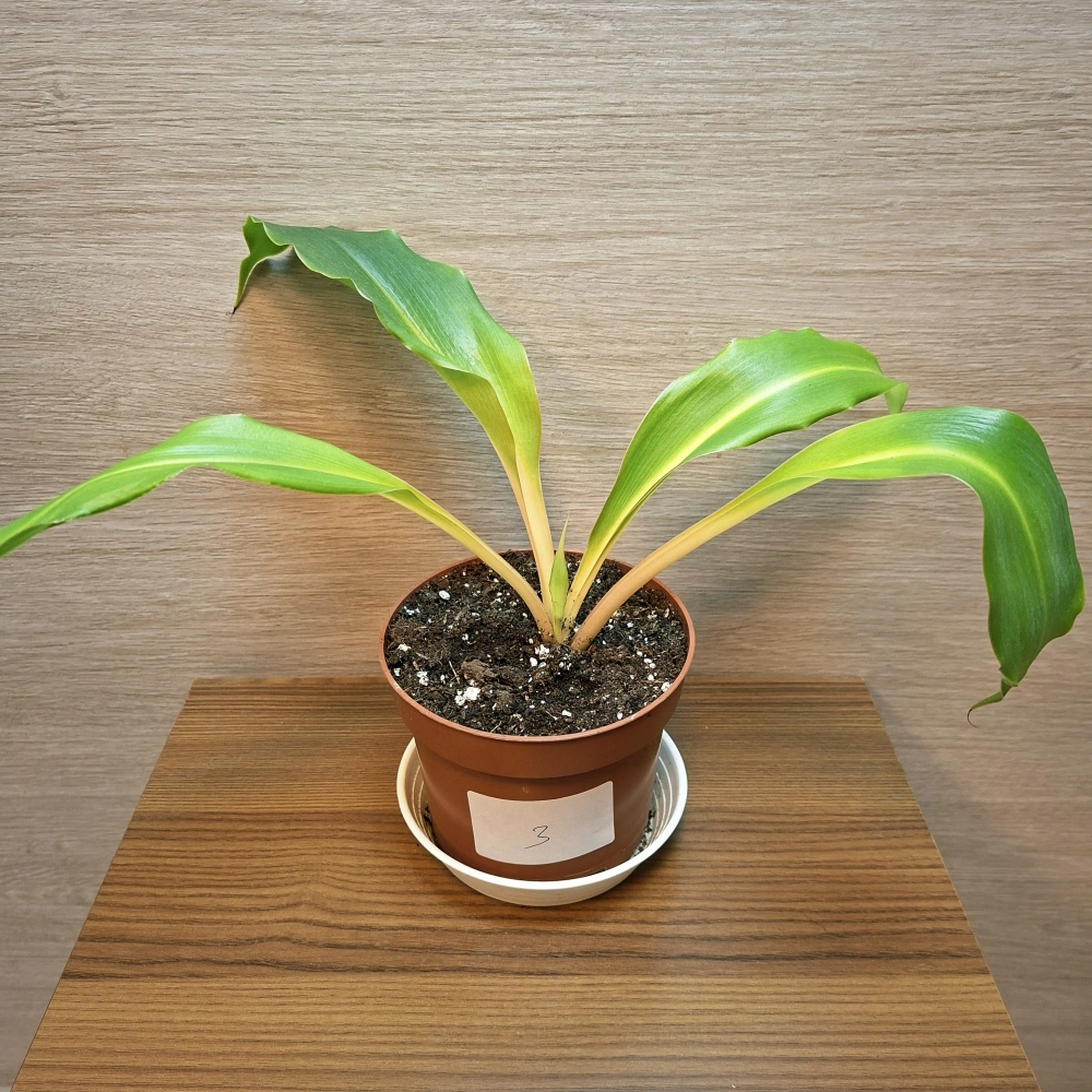 Chlorophytum Orchidastrum Green Orange "S" č3