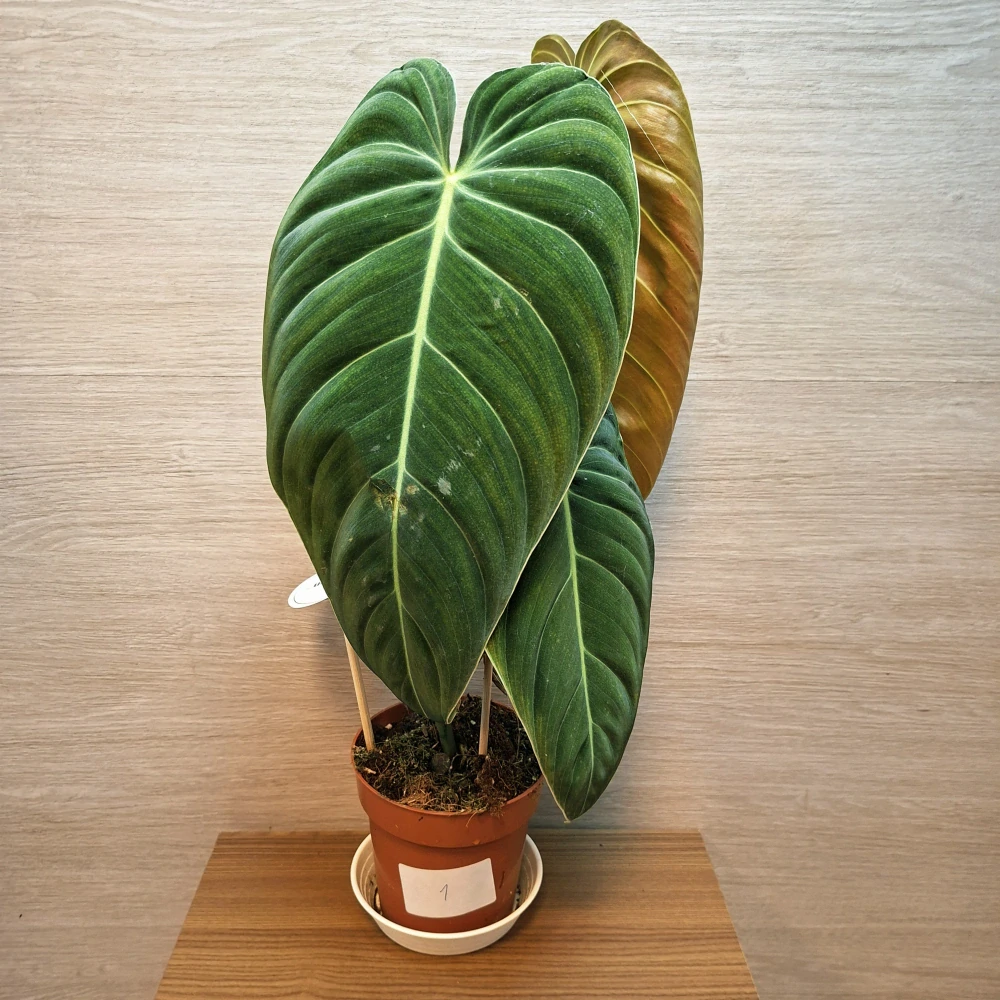 Philodendron Melanochrysum č1