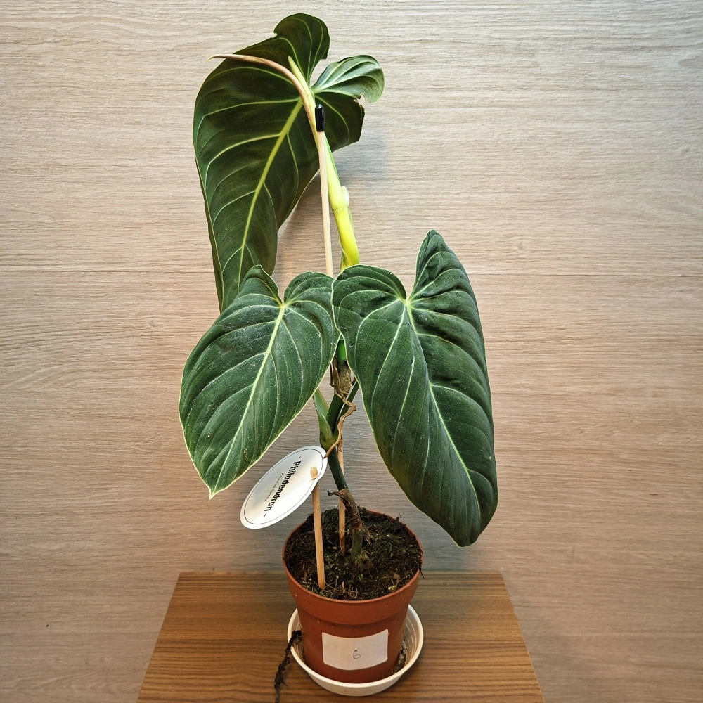 Philodendron Melanochrysum č6