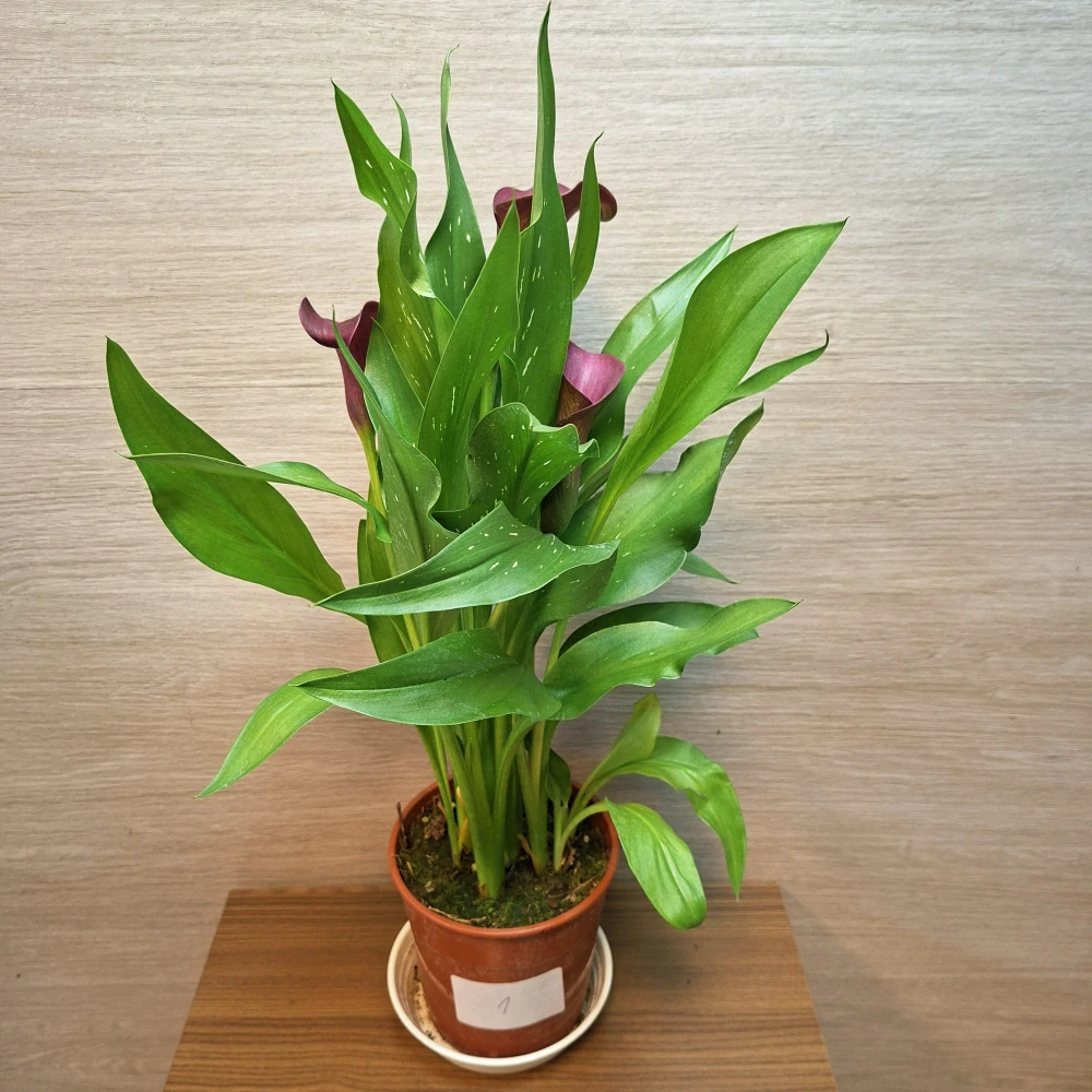 Zantedeschia Purple