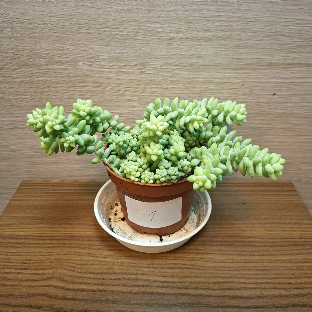 Sedum Burrito č1