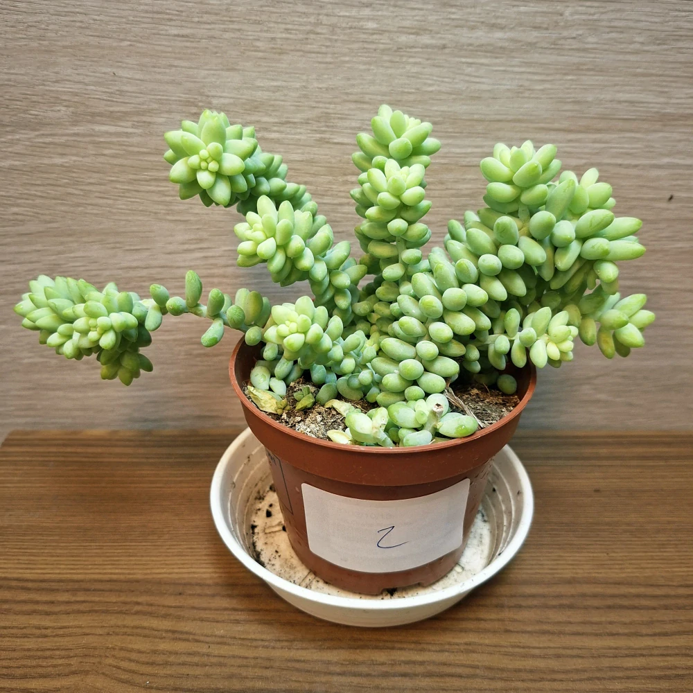 Sedum Burrito č2