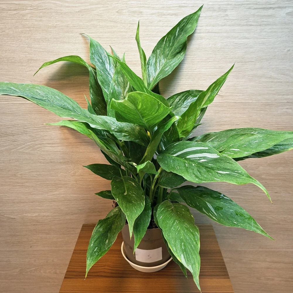 Spathiphyllum Diamond Variegata č3