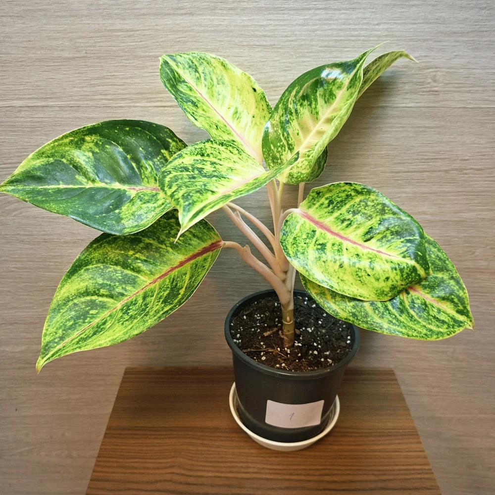 Aglaonema Grand Blossom č1