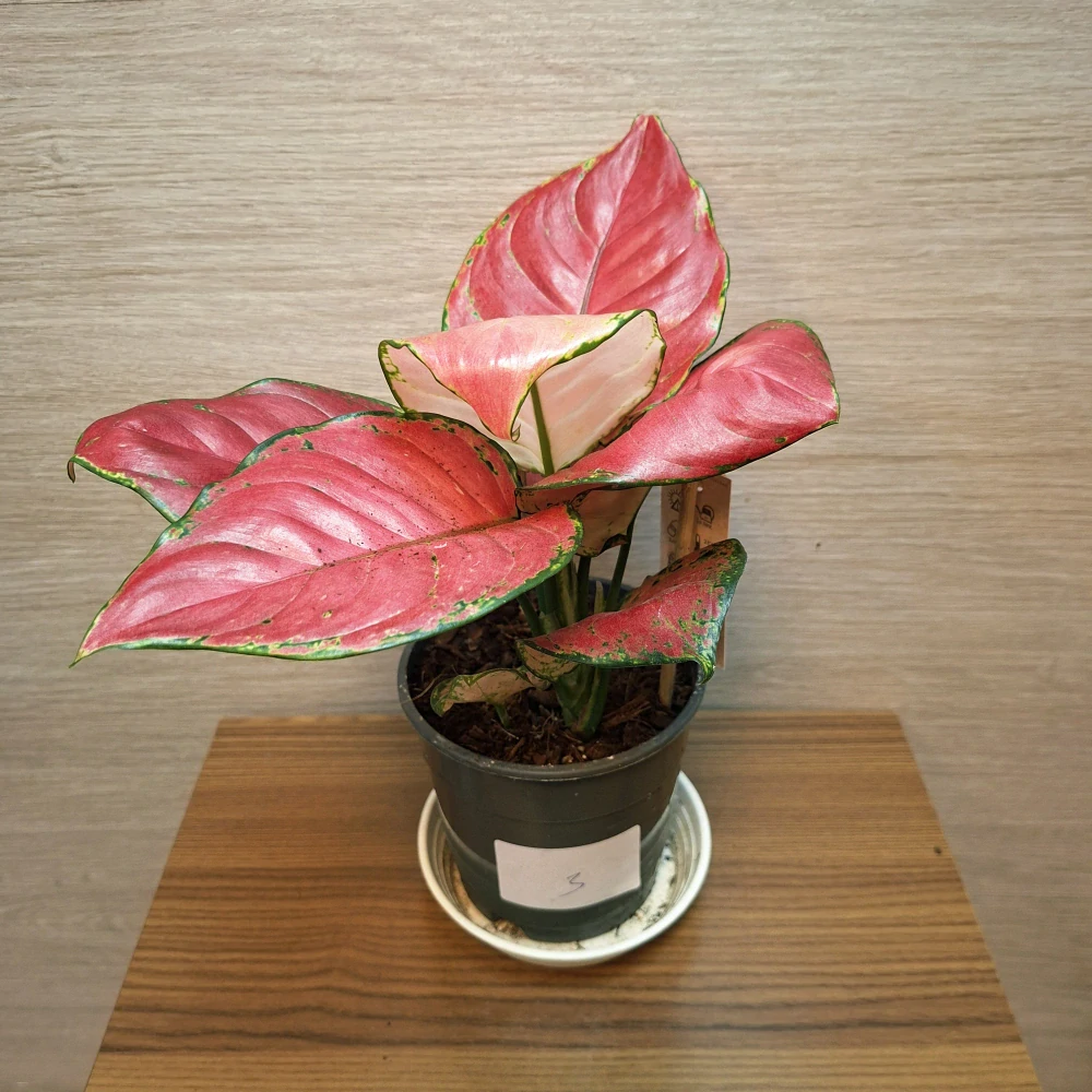 Aglaonema Red Joy č3