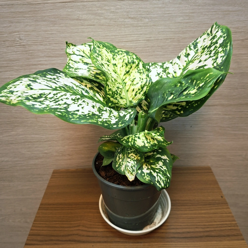 Aglaonema White Anyamanee