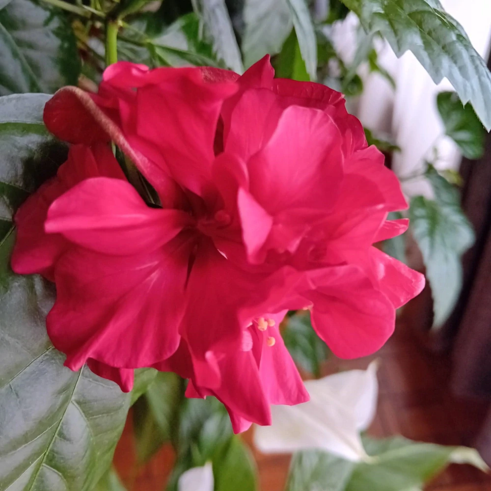 Hibiscus Sinensis Rosa č1