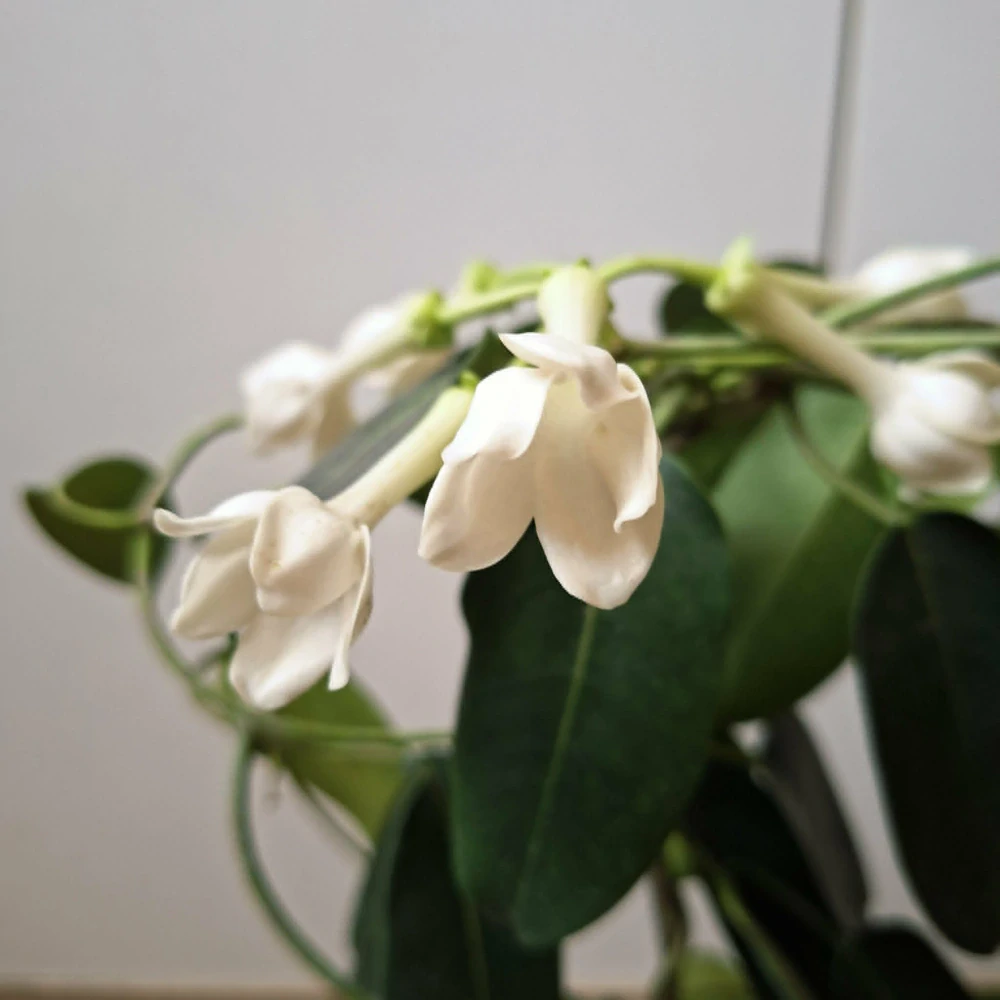 Stephanotis Floribunda