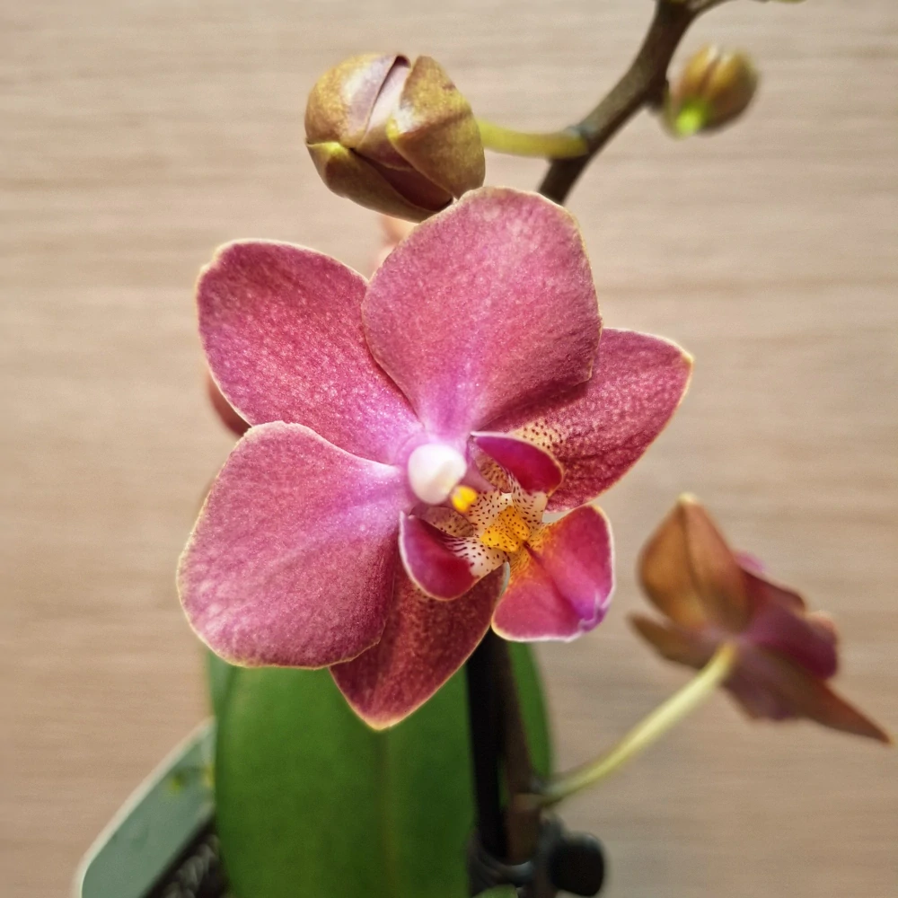 Phalaenopsis Mini