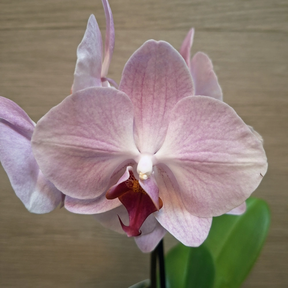 Phalaenopsis Mini č2