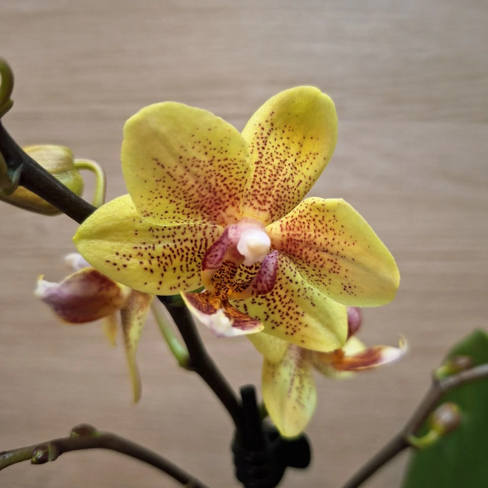 Phalaenopsis Mini