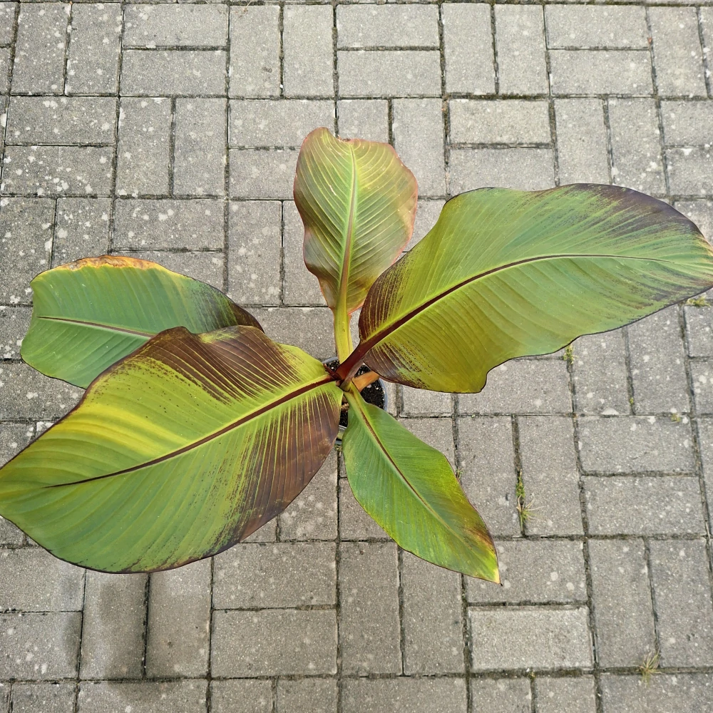 Ensete Ventricosum Maurelii
